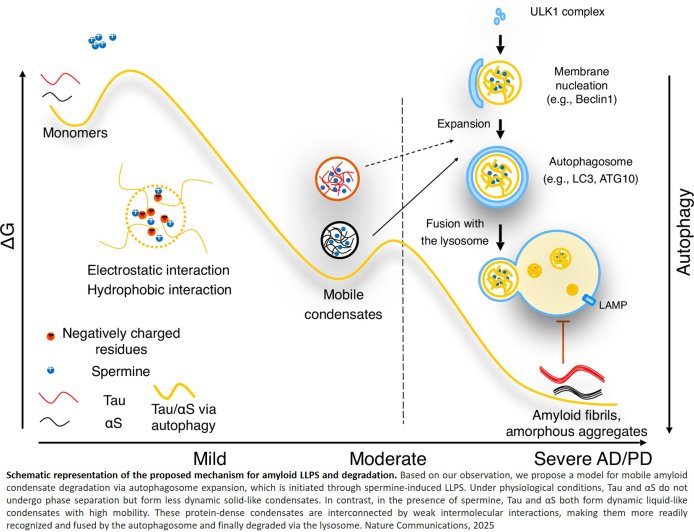 Modulation of Alzheimer’s tau and Parkinson’s α-synuclein by spermine 