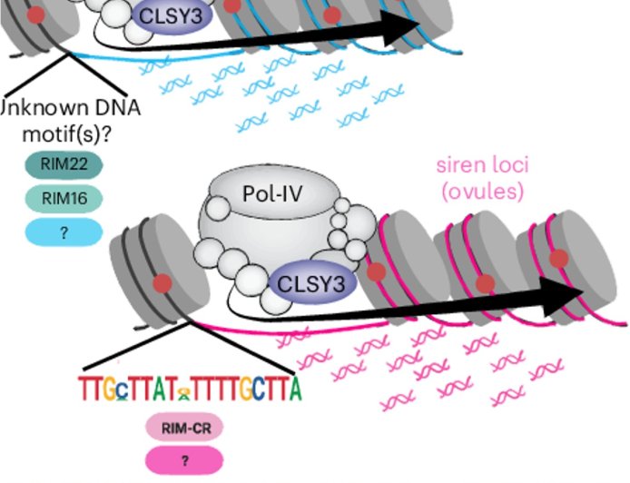 What regulates epigenetics?