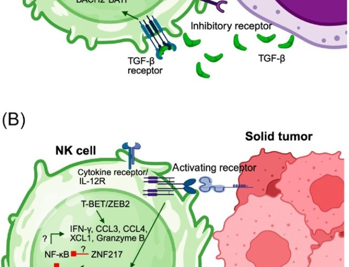 Transcriptional control of natural killer cell antitumor activity
