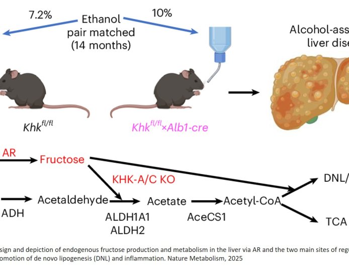Blocking fructose metabolism to reduce alcohol cravings and liver damage