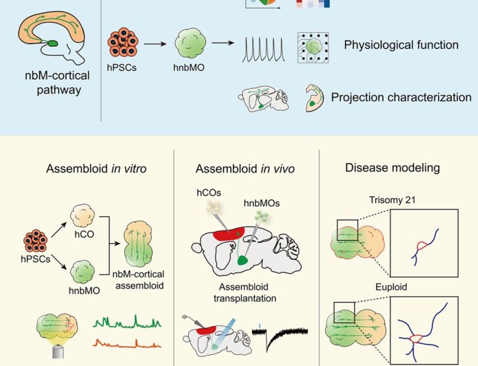 Generation of human nucleus basalis organoids with functional nbM-cortical cholinergic projections in transplanted assembloids