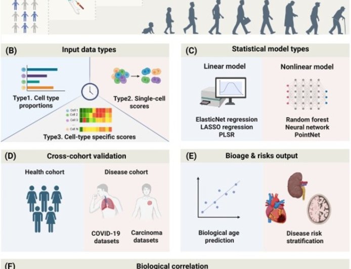 Immune aging at single-cell resolution