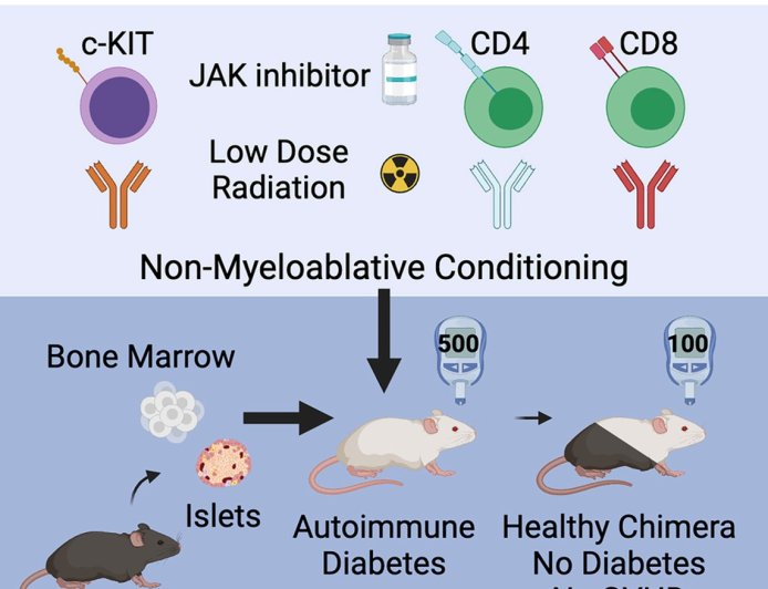 Type 1 diabetes cured in mice with gentle blood stem-cell and pancreatic islet transplant