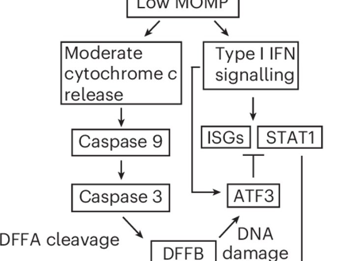 Cancer uses cell death proteins to survive treatment and regrow