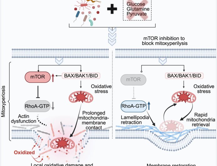 A new cell death pathway, mitoxyperilysis, from Inflammation and metabolic stress
