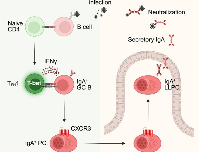 How the gut builds long-lasting immunity after viral infections
