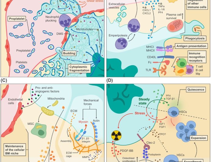 Homeostasis of megakaryocytes: balancing tissue residency and consumptive platelet production