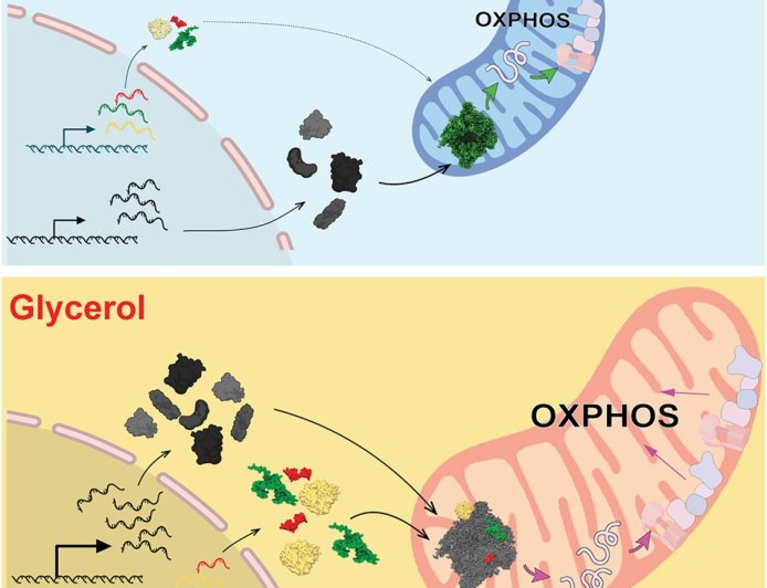 Regulating mitochondrial translation and biogenesis