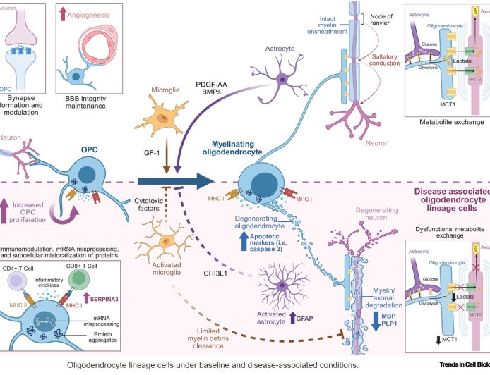 Human stem cell models to evaluate role of oligodendrocytes in ALS