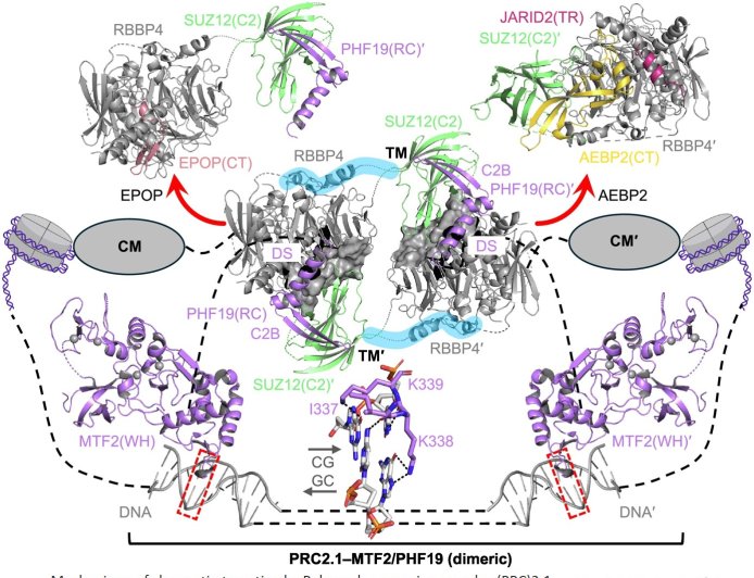 Structural insights into PRC2 function in development and disease
