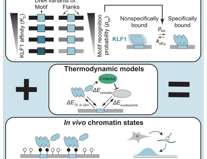 How DNA is recognized by proteins that control gene expression