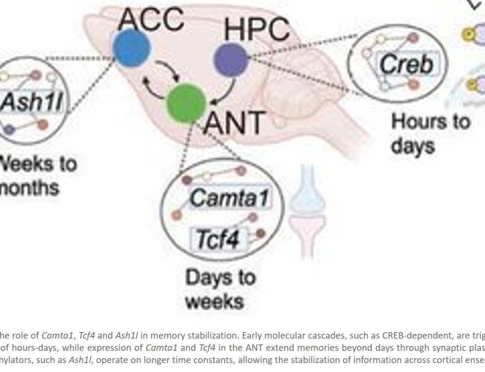 How the brain decides what to remember