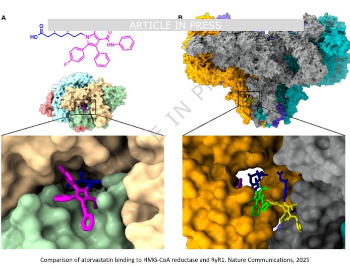 How statins harm muscles—and how to stop it