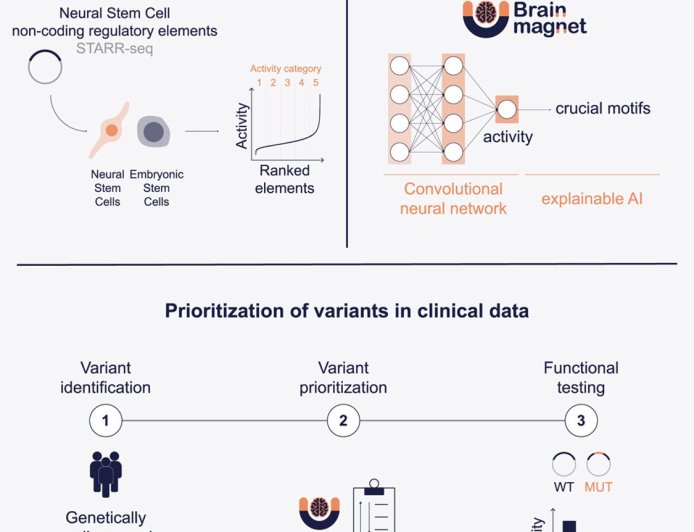 BRAIN-MAGNET: A functional genomics atlas for interpretation of non-coding variants