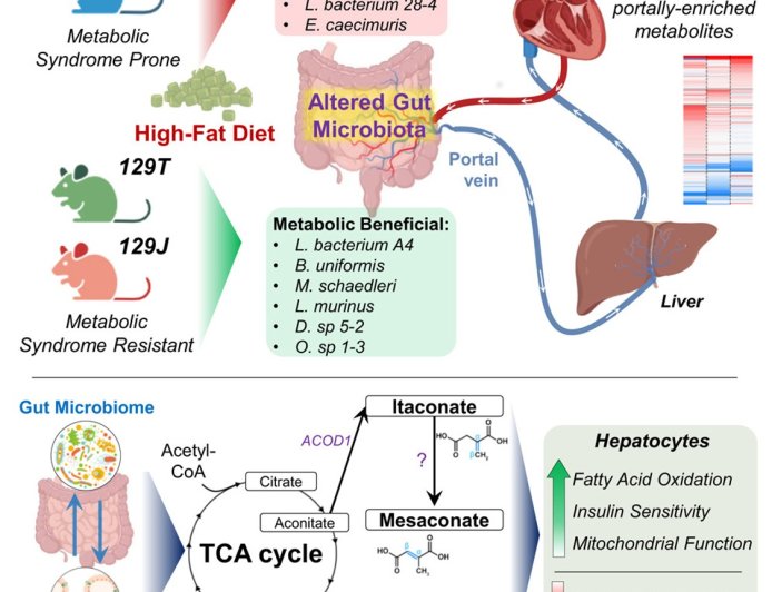 Metabolites produced in the intestine play a central role in controlling obesity and diabetes