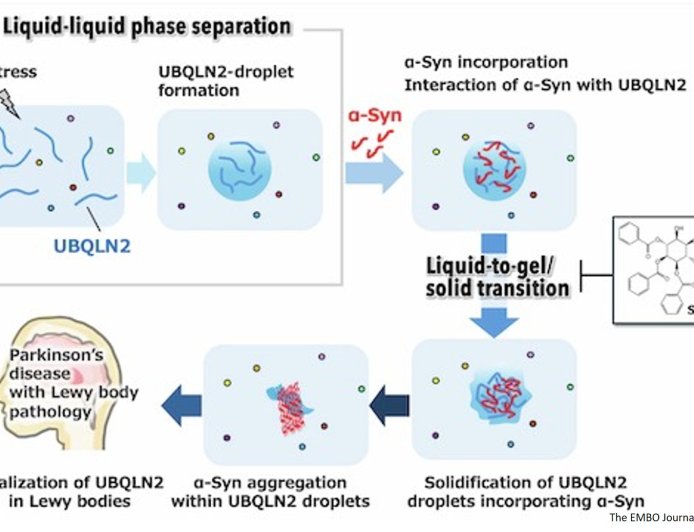 Role of ubiquilin-2 liquid droplets in α-synuclein aggregation