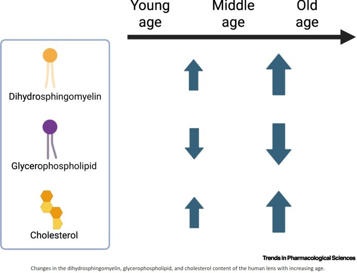 Lipids in age-related lens disease