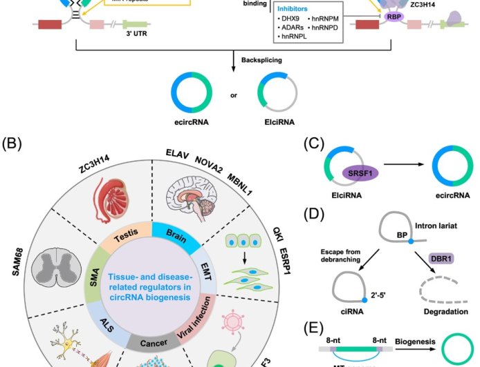 Circular RNA biogenesis