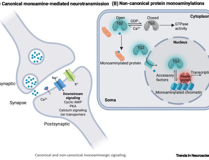 Reimagining biogenic amine signaling in the brain and beyond