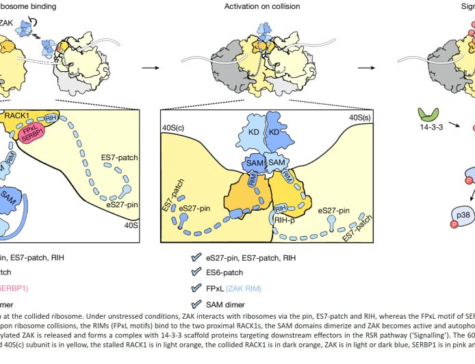 The kinase activity of ZAK at the collided ribosome interface