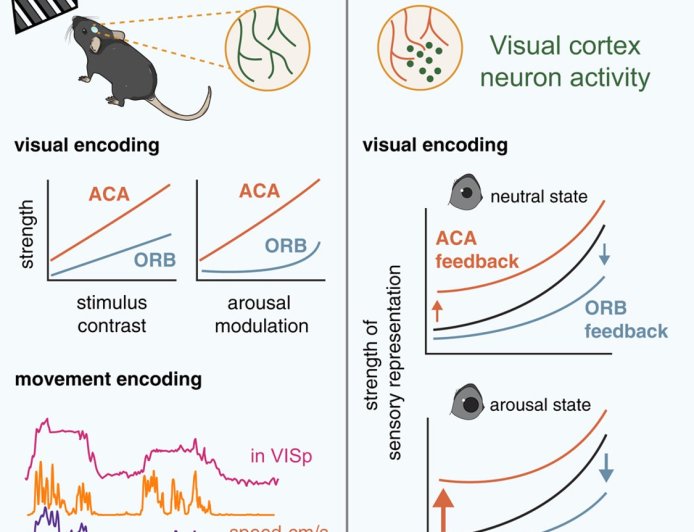 Prefrontal cortex reaches back into the brain to shape how other regions function