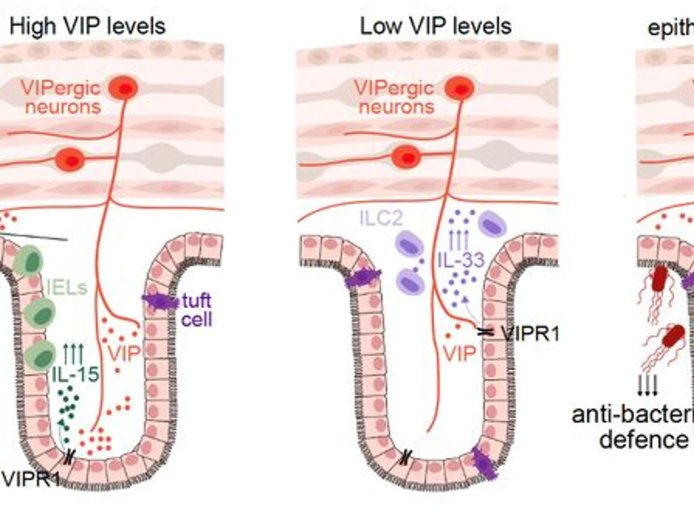 Why the 'gut brain' plays a central role for allergies