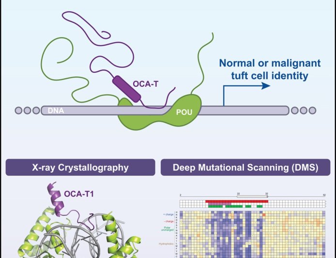 Shapeshifting cancers’ masters, unmasked