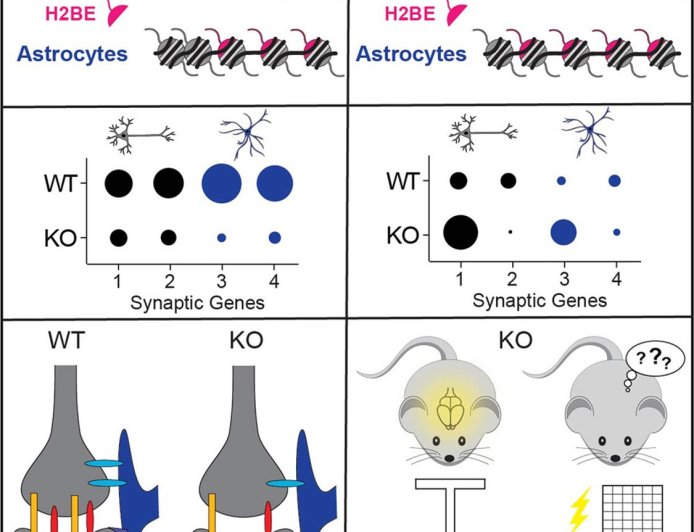 Role of histone variant H2BE in aging brain