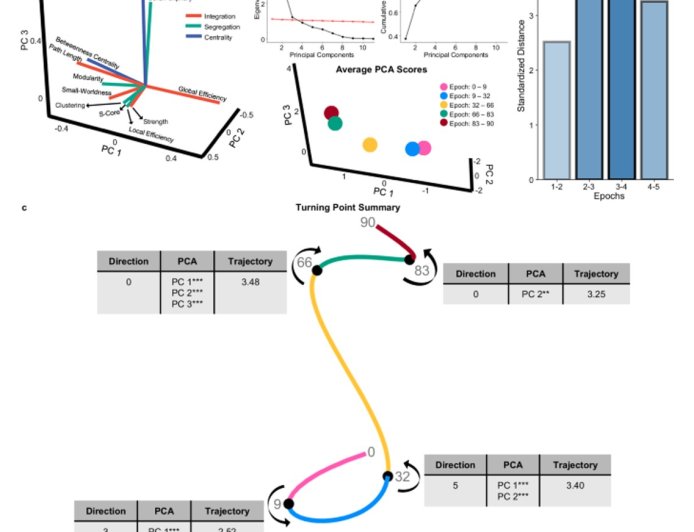 Five ages of the human brain over a lifetime identified!