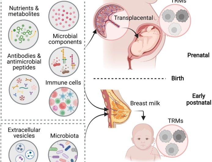 Maternal diet shapes the development and identity of tissue-resident macrophages