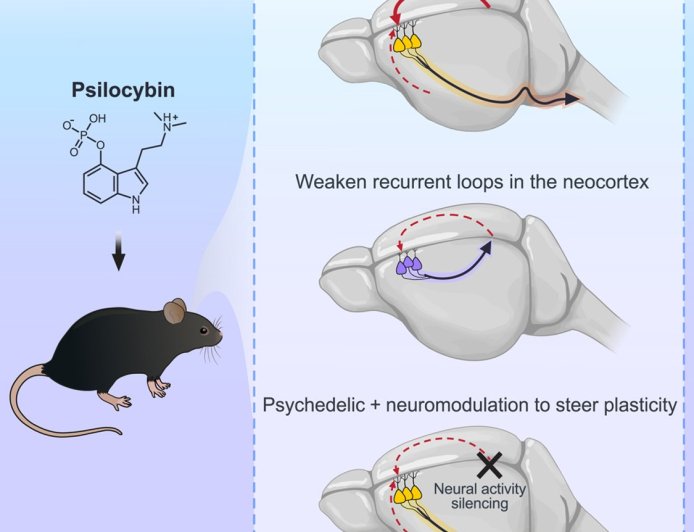 Activity-dependent rewiring of large-scale cortical networks by psilocybin