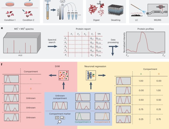 AI-based software maps proteins and lipids within cells