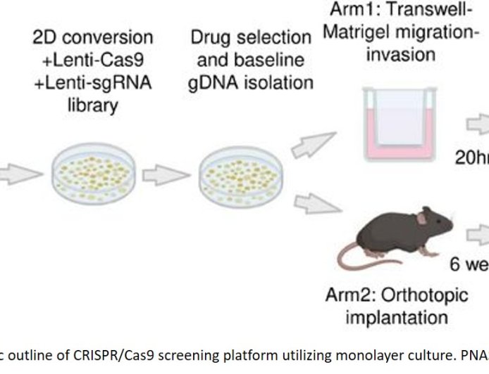 Identifying suppressors of colorectal cancer metastasis