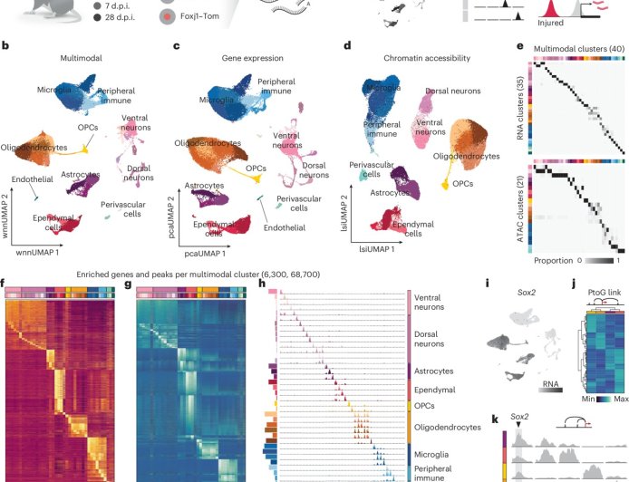 How the nervous system activates repair after spinal cord injury