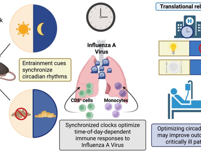 How circadian rhythms help boost infection recovery