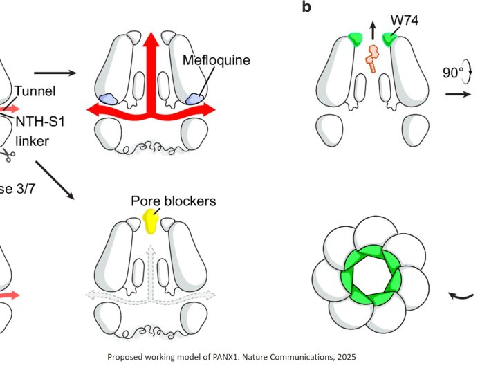 How PANX1 permeates different molecules?