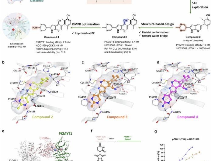 AI-empowered dual-action PROTAC targeting PKMYT1