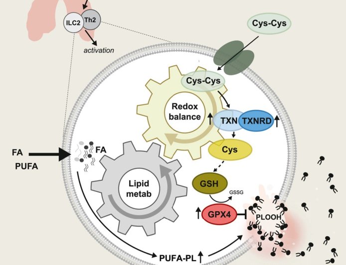 A new vulnerability of asthma immune cells discovered