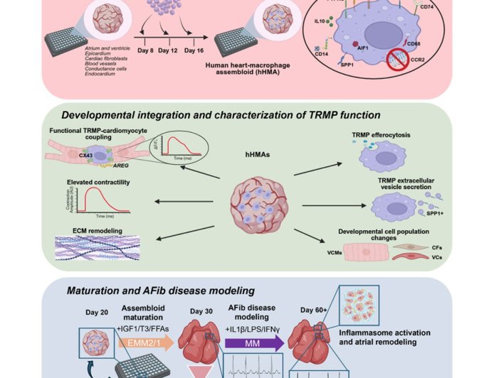 First human heart organoid to replicate A-fib