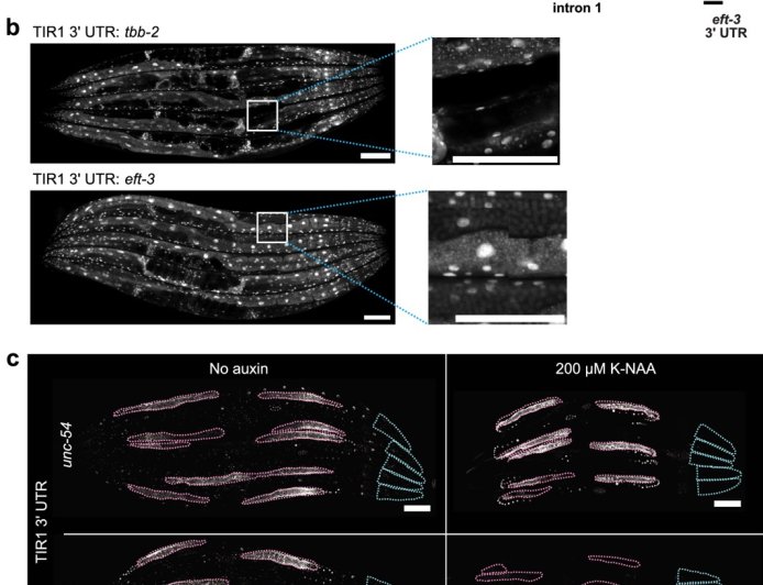 Plant hormone based system for complete degradation of a specific target protein in vivo