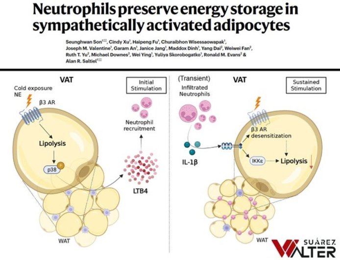 How the Immune System Stalls Weight Loss