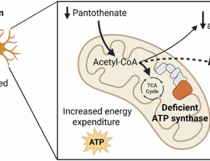 Metabolic costs and trade-offs of hypermetabolism in human motor neurons