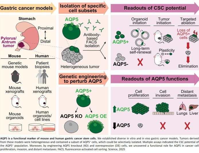 Aquaporins in cancer stem cells targeted to prevent gastric cancer recurrence