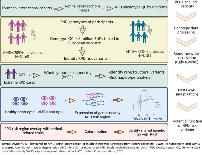 New genetic risk for severe macular degeneration revealed