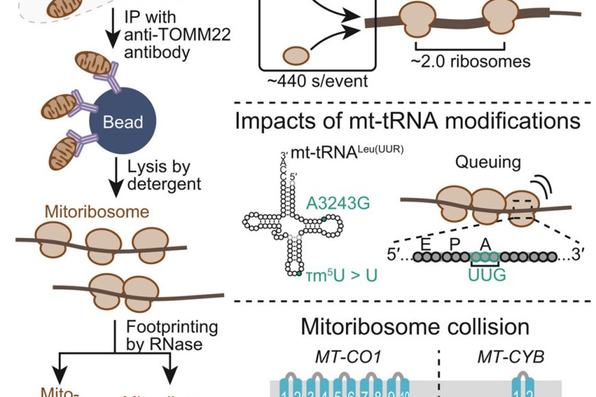 Mitochondrial translation monitoring