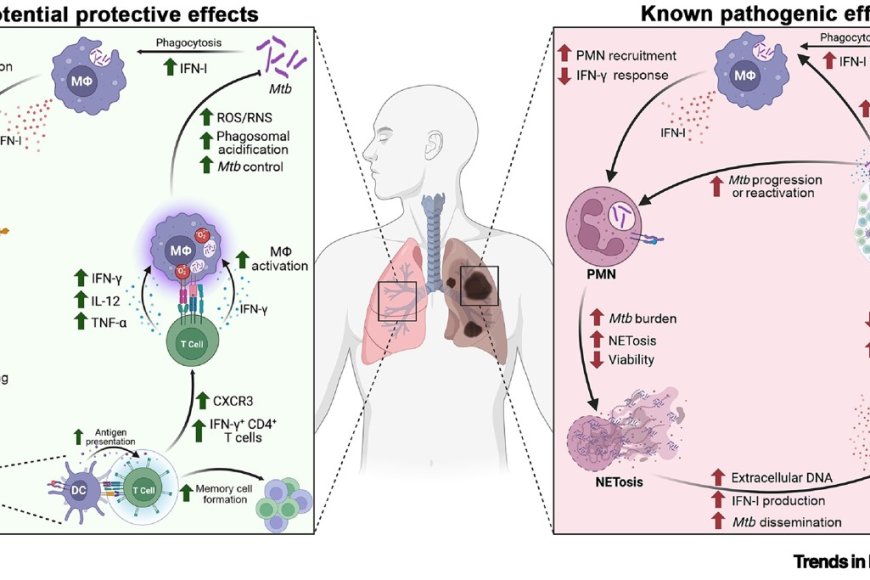 Type I interferons in tuberculosis pathogenesis and prevention