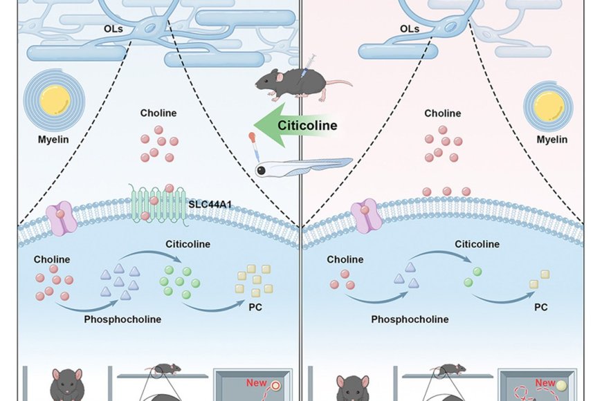 Myelin development disorder in SLC44A1 deficient mice