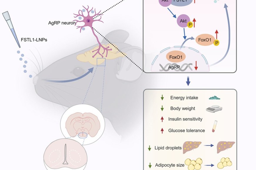 Insulin sensitizer FSTL1 reverses diet-induced obesity