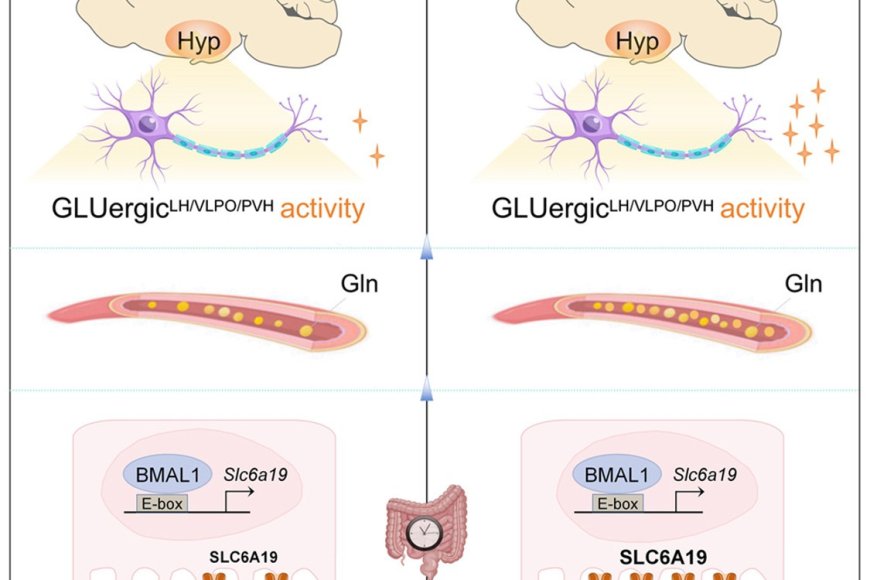 How intestinal clock shapes sleep-wake cycle