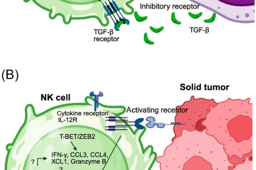 Natural killer cell antitumor activity is under transcriptional control